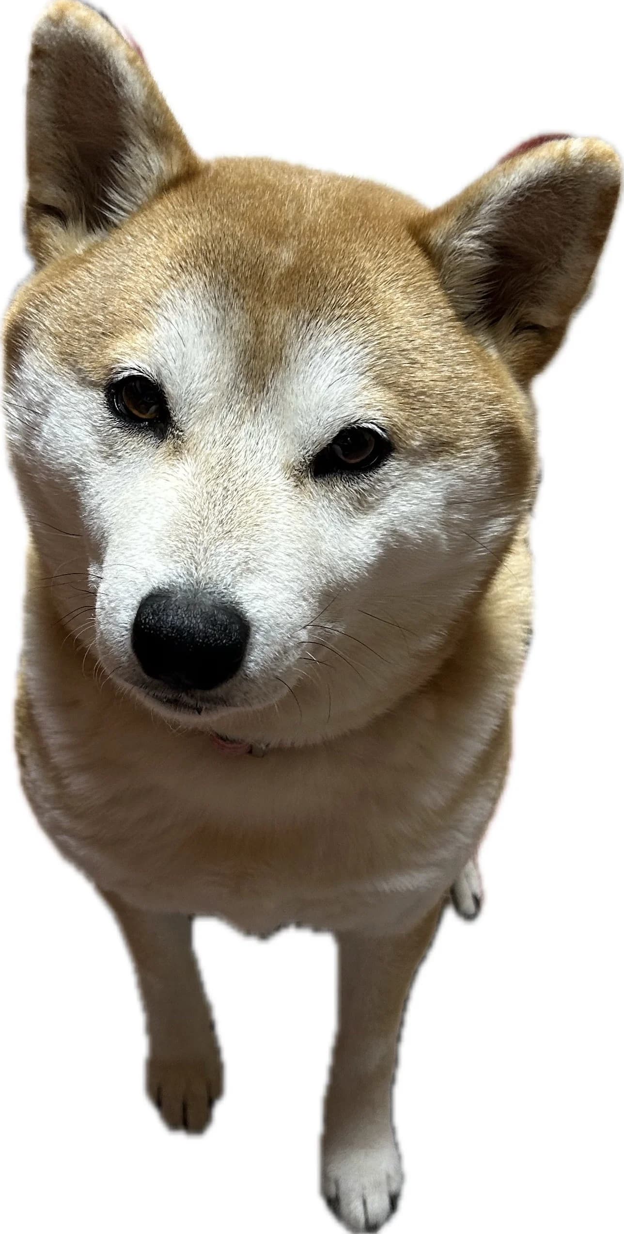ユズ会長