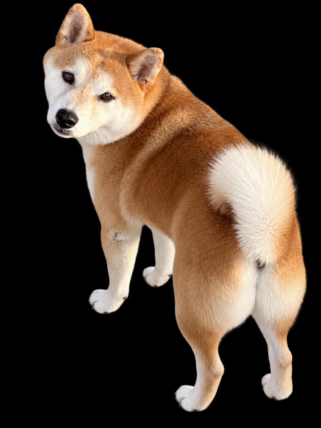 柴犬のユズ会長の写真